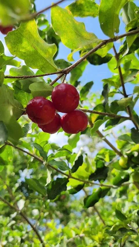 Vertical 4K shot of green tree with red fruits in natural environment Video stock 329075828