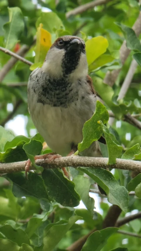 Vertical 4K shot of green tree with red fruits in natural environment Stock Footage 329075956