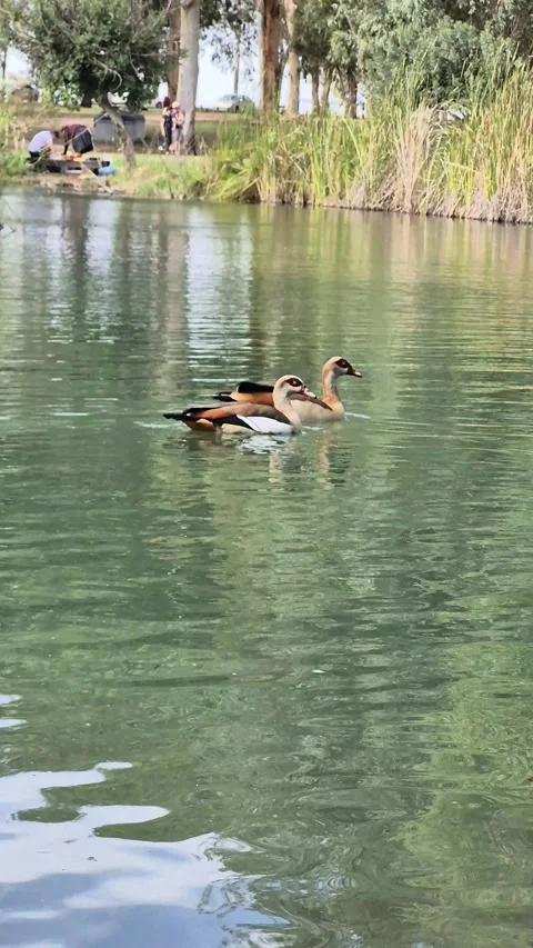 Vertical 4K Shot of a Pair of Ducks Swimming on a Serene Lake Stock Footage 331632422