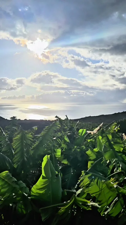 Vertical 4K shot of sunlight bursting through clouds over a banana plantation an Stock Footage 332466511