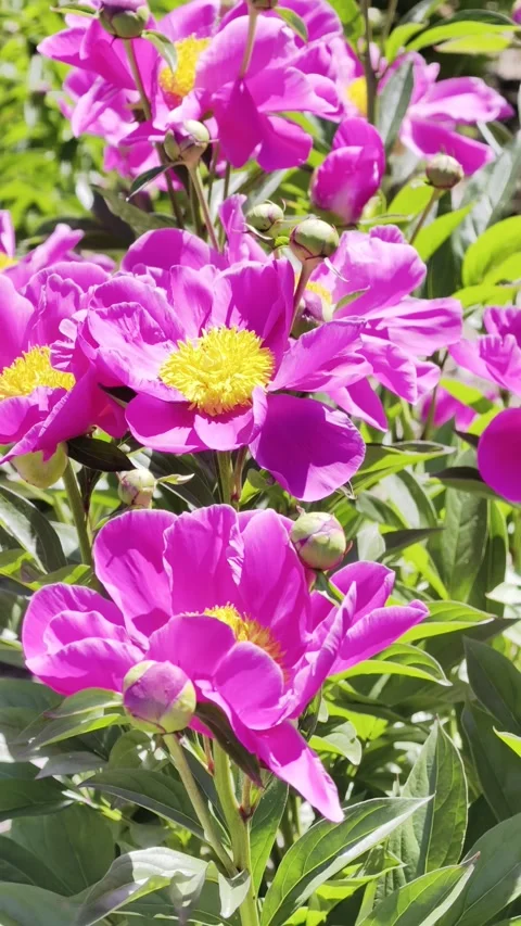 Vertical 4K Slow Motion Magenta Peony Macro Footage Stock-Footage 335931387