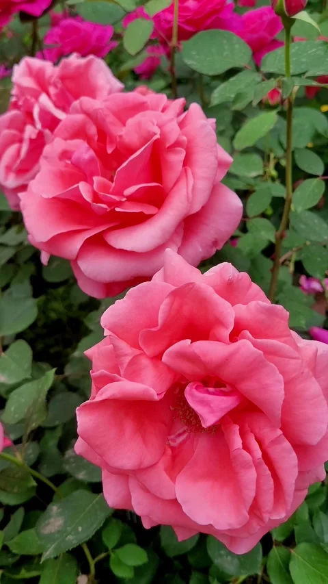 Vertical 4K Slow Motion Pink Rose Flower Close Up Vidéo 330130324