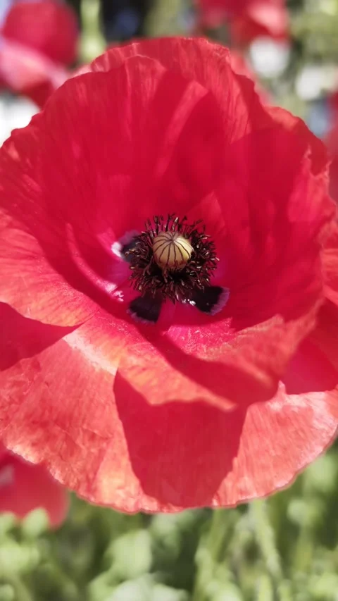 Vertical 4K Slow Motion Red Poppy Macro Footage Video stock 335580823