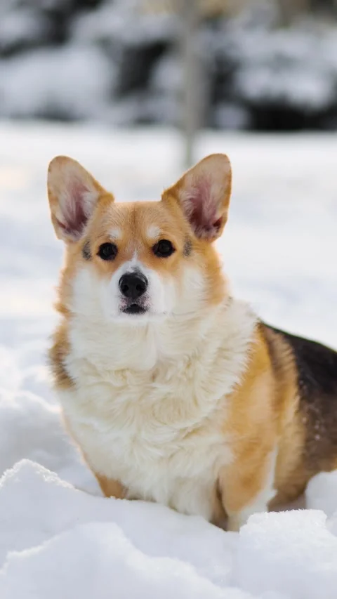 Vertical 4K slow motion video of welsh corgi sitting in snow. Cute dog portra Stock Footage 327239229