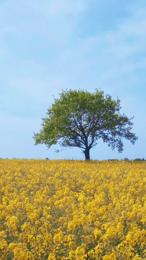 Vertical 4K Slow Motion Yellow Rape Field and Lone Tree Blue Sky Stock Footage 331461134