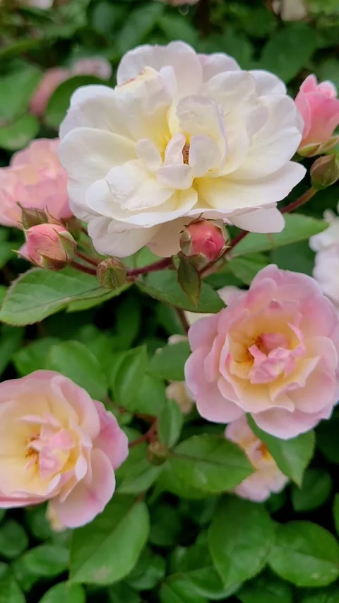 Vertical 4K Soft White and Pale Pink Roses in Garden Stock Footage 330130342