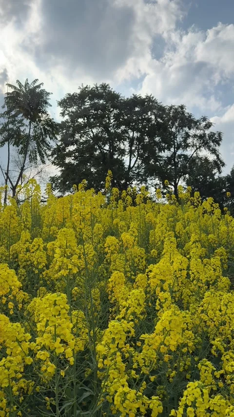 Vertical 4K Static Shot of Blooming Spring Rapeseed Flowers for Social Media Stock Footage 331180995