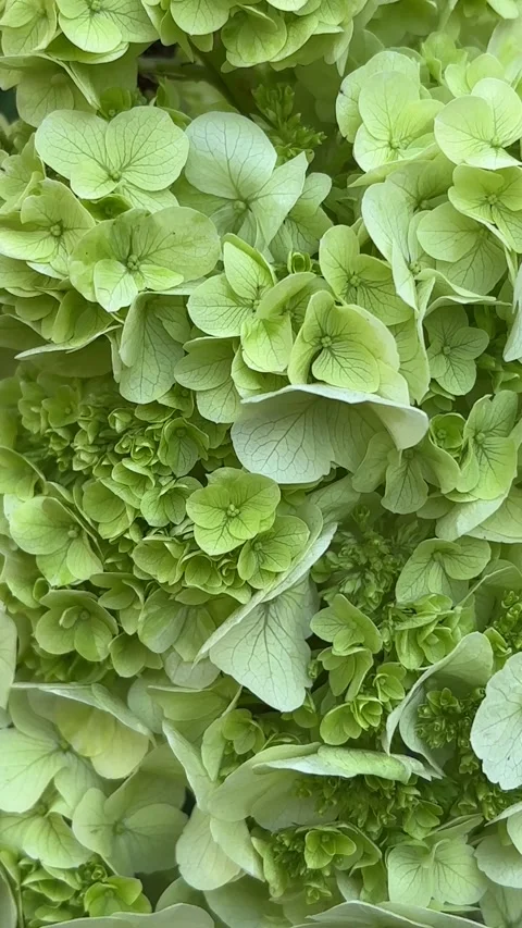 Vertical 4K texture of dense lime green hydrangea blossoms. 스톡 동영상 338132786