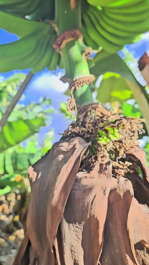 Vertical 4K tilt shot of green bananas growing on a tree in Tenerife Stock Footage 332470856