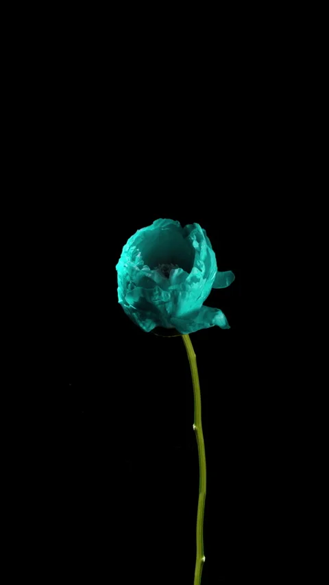 Vertical 4K Time-Lapse of Futuristic Turquoise Peony Blooming on Black Stock Footage 311079281