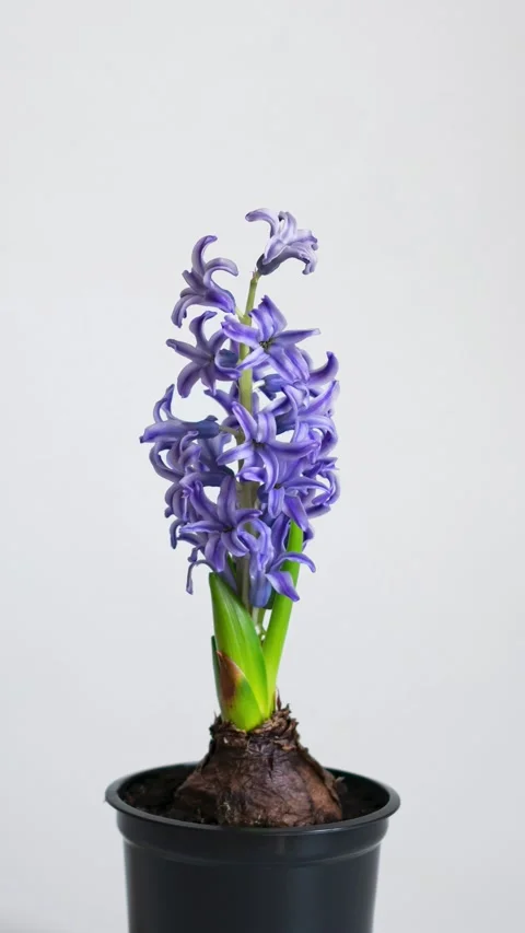 Vertical 4k time lapse video of a growing flower Stock Footage 201691940