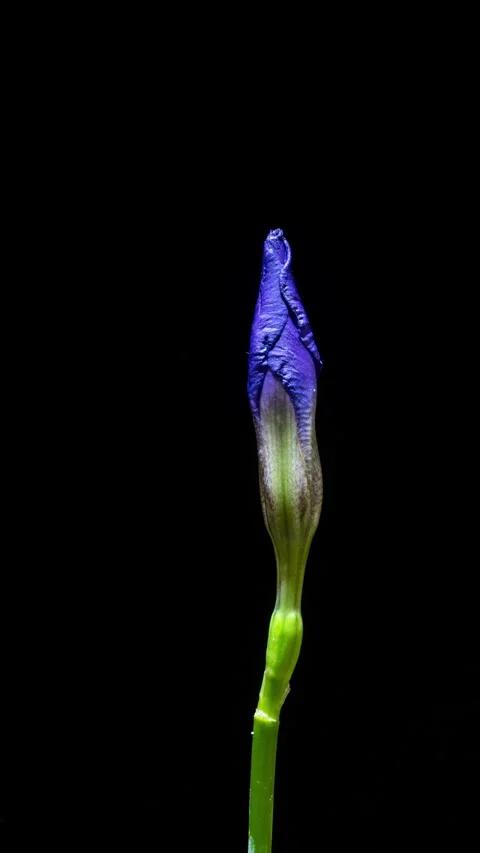 Vertical 4K timelapse of a purple iris flower slowly opening and rotating... Stock Footage 344745096