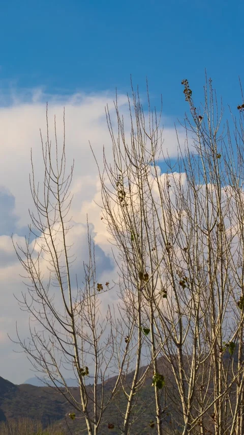 Vertical 4K Timelapse of Soft Cumulus Clouds Moving behind Poplar Tree Branches Видео 332600269