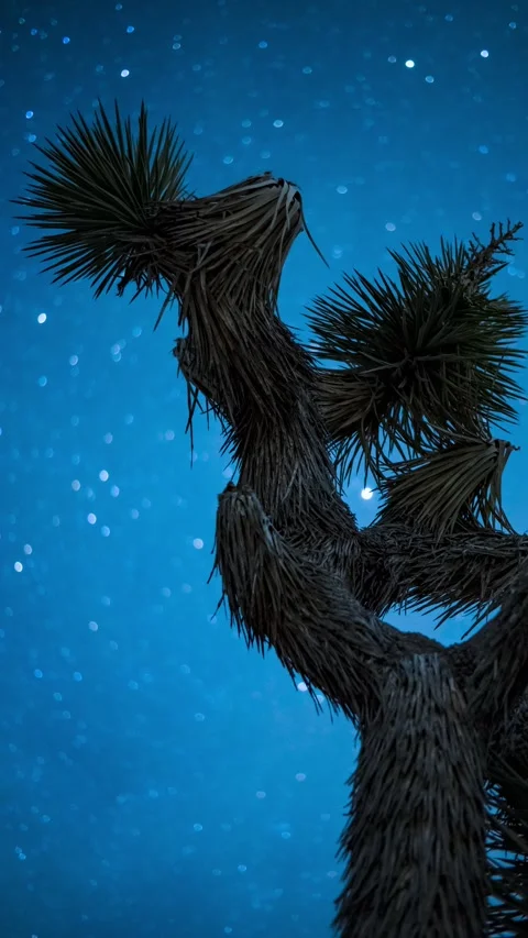 Vertical 4K Timelapse Starry Night With Single Joshua Tree in Sharp Focus Stock Footage 322720953