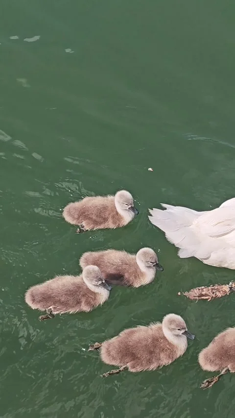 Vertical 4K Top-Down View of Mute Swan Cygnets Swimming with Mother Stock Footage 337232299