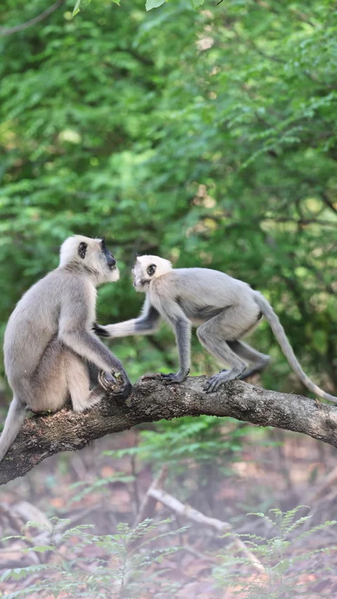 Vertical 4K Two Langurs Sitting on Tree Branch in Forest | Calm Jungle Scene Stock Footage 312493890