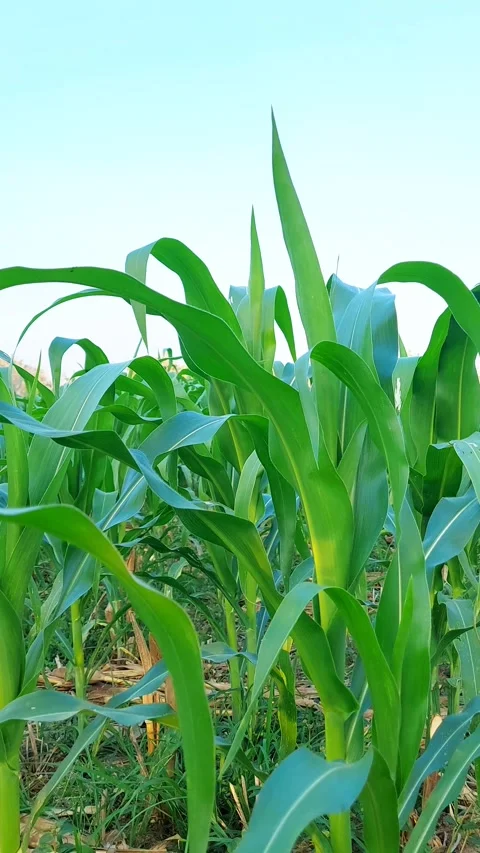 Vertical 4K of Vibrant Green Corn Plants in Agricultural Field Vidéo 319341485