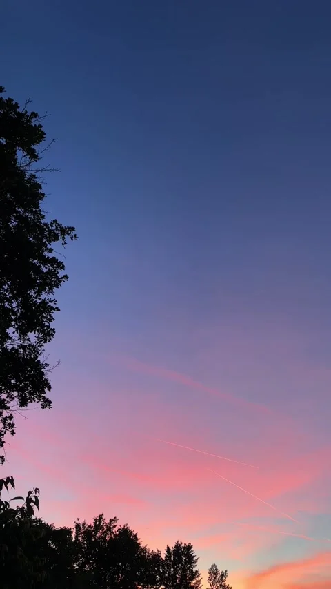 Vertical 4K vibrant pink and purple sunset sky with tree silhouettes. 스톡 동영상 338203142