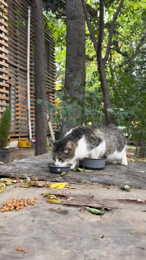 Vertical 4K video. 60 fps. Stray street cat drinking water from gray bowl Video stock 293621590