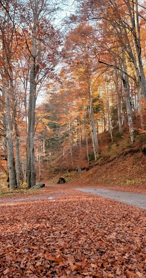 Vertical 4K video of autumn forest without people Stock Footage 295955293