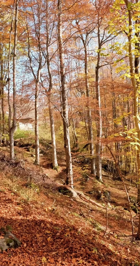 Vertical 4K video of autumn forest Stock Footage 295955295