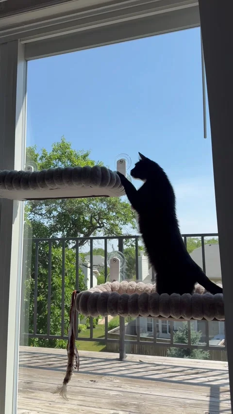 Vertical 4K video of a black cat jumping onto window-mounted beds at home Stock Footage 342337726