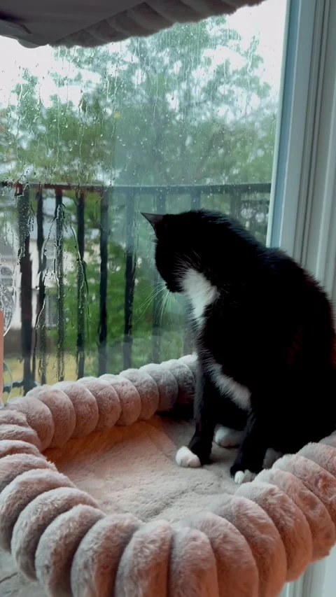 Vertical 4K video of a black cat sitting on a window bed and watching the rain Stockbeeldmateriaal 342337790