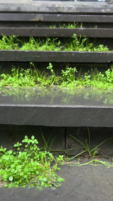 Vertical 4K video. Black stone steps of staircase overgrown with green grass Stock Footage 274242847