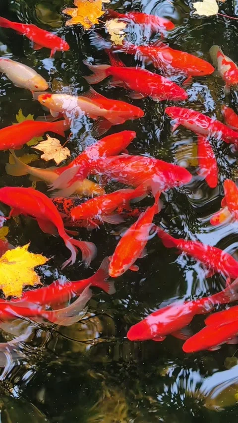 Vertical 4K Video of Bright Koi Carp Swimming Together Vídeos de archivo 327793339