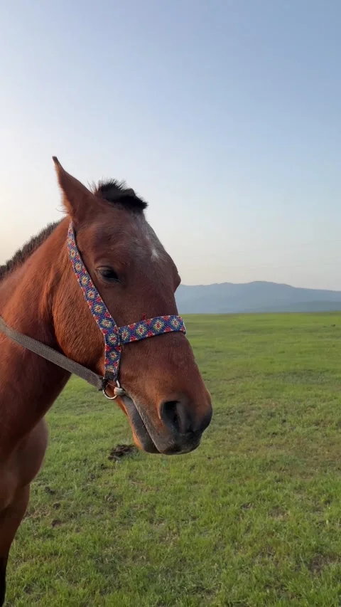 Vertical 4K video. Brown horse in harness close-up stands on green grass Stock Footage 274222811