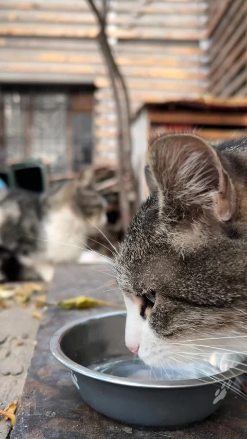 Vertical 4K video close up. 60 fps. Stray cat drinks water from gray bowl 스톡 동영상 299930567