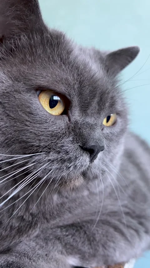 Vertical 4K video. Close up portrait of gray British breed cat with muzzle Stock Footage 283854634