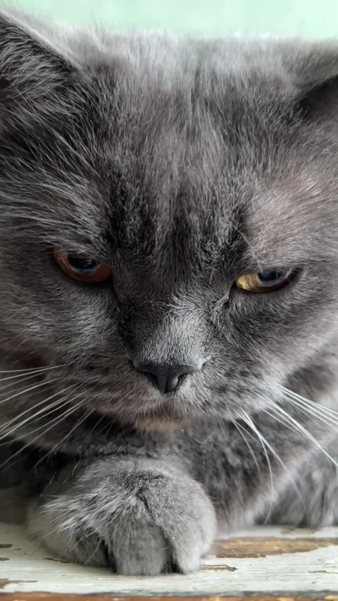 Vertical 4K video. Close up portrait of angry gray British breed cat Stock Footage 290286443
