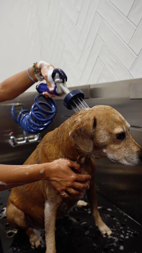 Vertical 4K video of a dog being rinsed with water in a grooming salon Stock Footage 342078093