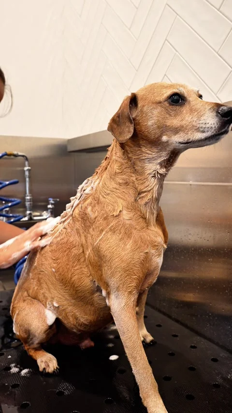 Vertical 4K video of a dog being shampooed in a grooming salon Stock Footage 342078733