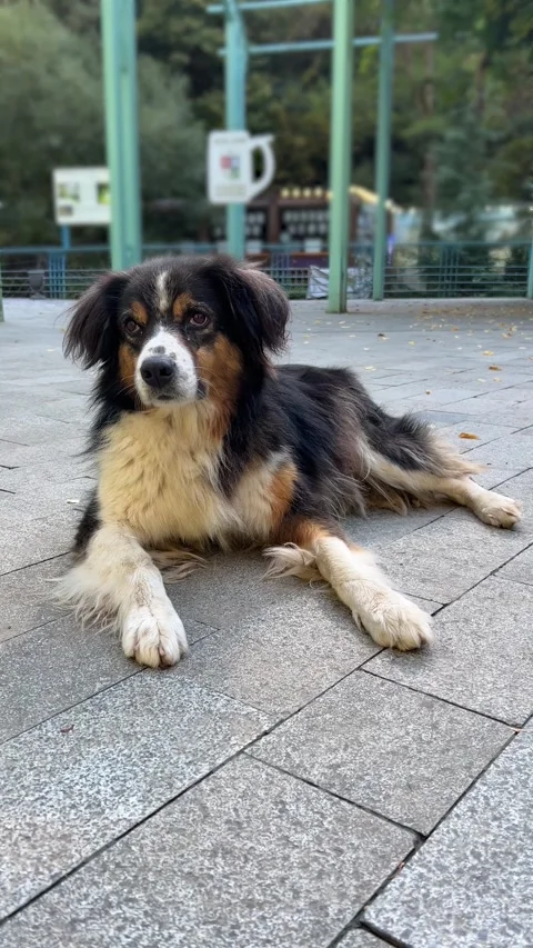Vertical 4K video. Dog with white paws and nose lies on road, turns head Stock Footage 287518285