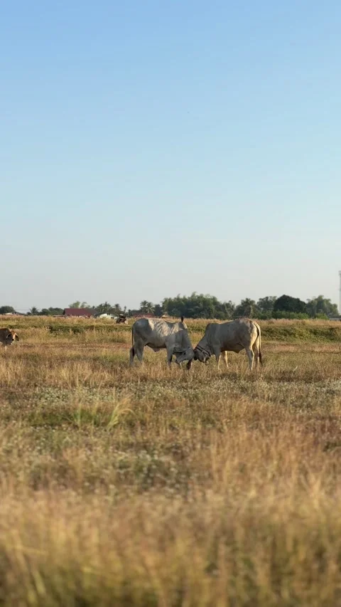 Vertical 4k video footage of cows small fighting in the grass field. Stock Footage 259862889