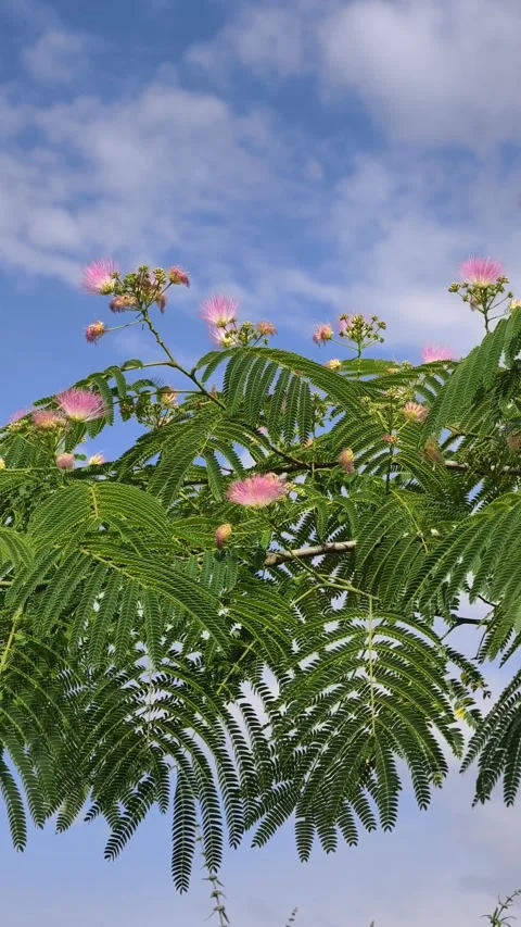 Vertical 4K video of Persian silk tree blossoms gently swaying in the breeze Stock Footage 339607881