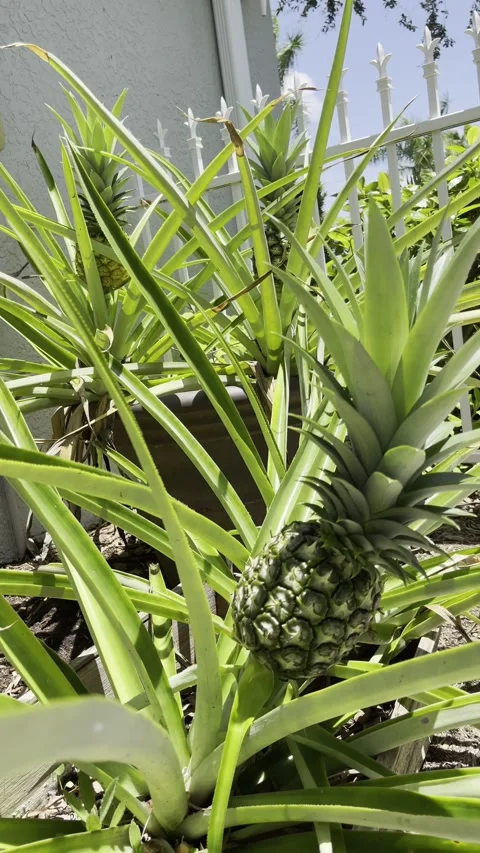 Vertical 4K video of pineapples growing on tropical plants in Florida Stock Footage 342082475