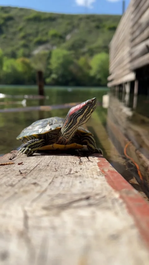 Vertical 4K video. Red eared slider turtle relaxing on wooden board Stock Footage 306988522