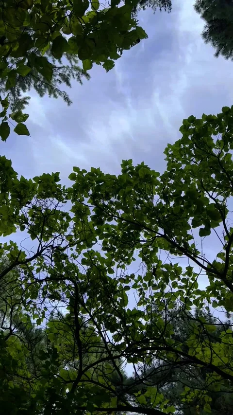 Vertical 4K video. View from below. Blue sky, clouds, green leaf, tree branch Stock Footage 277467179