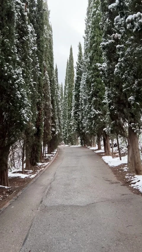 Vertical 4K video. View of tall slender evergreen trees. Stock Footage 229722976
