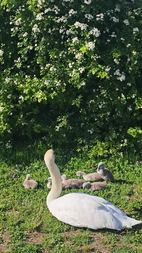 Vertical 4K View of Mute Swan Family with Cygnets by Flowers in Maribor Stock Footage 337232315