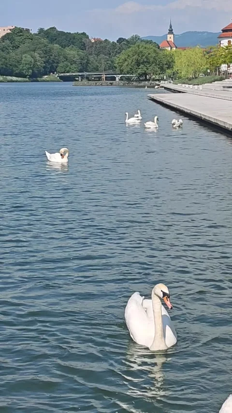 Vertical 4K View of White Swans on Drava River in Maribor Slovenia Stock Footage 337951887