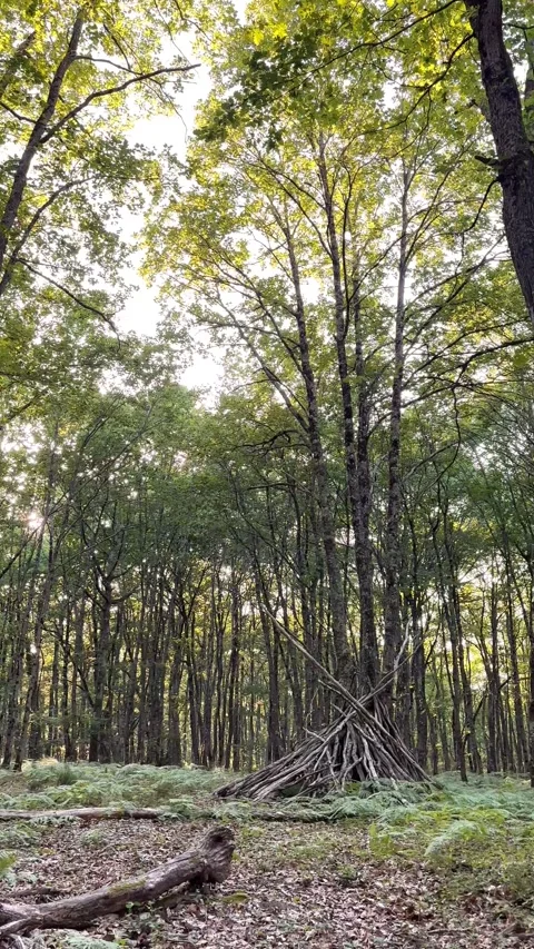 Vertical 4K wide shot of green summer forest revealing rustic stick hut 스톡 동영상 337727122