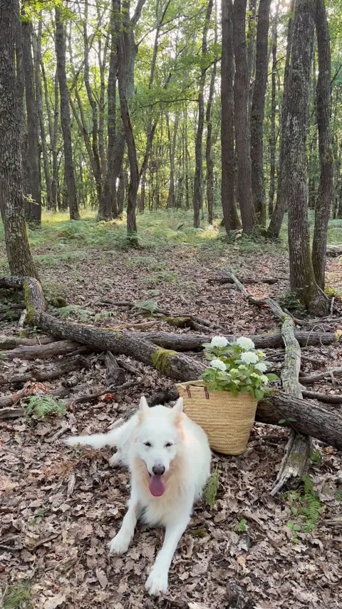 Vertical 4K wide shot of White Swiss Shepherd dog with flowers in green forest. 스톡 동영상 337720071