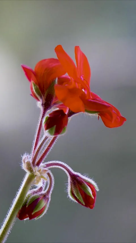 Vertical 9-16 Close-up of Red Flower Swaying in the Wind 4K Видео 331028247