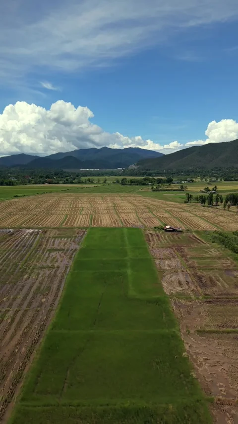 Vertical 9:16 Drone Over Green And Brown Rice Fields Mountains Stock Footage 335866169