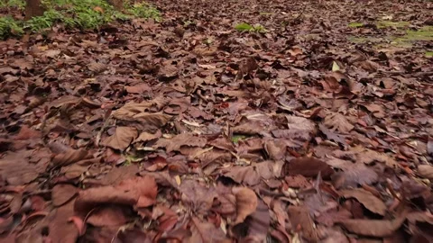 Vertical 9:16 Forest Floor Covered In Dry Brown Leaves 스톡 동영상 335806222