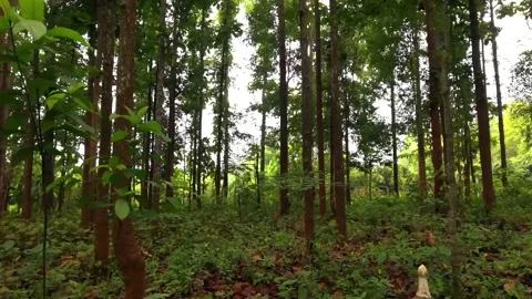 Vertical 9:16 Forest With Trees And Small White Statue Thailand Stock Footage 335806161